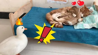 So funny! The male duck caught the female duck having an affair with the cat, and he was very angry!
