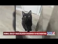 Animal cruelty investigation underway in Weatherford