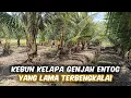 Download Lagu Review Kebun Kelapa Genjah Entog Yang Lama Terbengkalai \u0026 Sudah Mau Berbuah