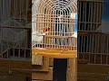 Download Lagu Kapoetsensijs F1 - Red siskin mule