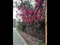 Download Lagu #flowers #gilheriyan #nature #bougainvillea