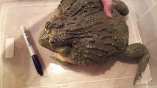 GIANT Pixie Frog gets Xrays