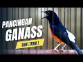 Download Lagu MURAI BATU GACOR FULL ISIAN KASAR SANGAT AMPUH MEMANCING MURAI BATU EMOSI