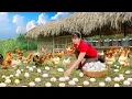 Download Lagu Harvesting 1000+ Chicken Eggs from Nests – Use 3-Wheeled Truck to Transport Eggs Go to Market Sell