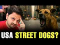 Download Lagu 🆕 Stray Dogs in America - What Really Happens to Them⁉️