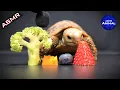 Download Lagu ASMR Mukbang Eating Food 🐢 Turtle Tortoise 83