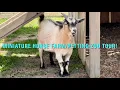 Tour of Li l Country Store Miniature Horse Farm Petting Zoo Ronks Lancaster County PA