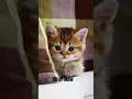 Download Lagu Belay maw😂🤣🤣 #cat #catlover #cutecat #shots