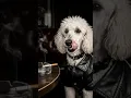 Download Lagu Licking my greasy chops to the bone: Leather jacket edition #shorts #funny #dogs #love  #subscribe