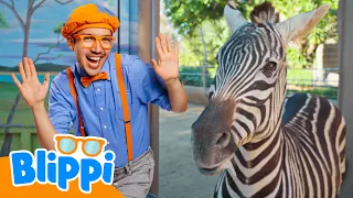 Blippi EN VIVO 🔴 Videos de Animales en Español 🐘🦒🦁🦓