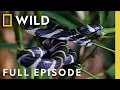 Lagu Small but Deadly (Full Episode) | World's Deadliest | Nat Geo Animals