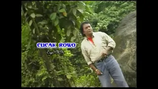 cucak rowo bidin khan