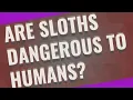 Are sloths dangerous to humans