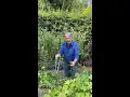 Download Lagu How to get MORE flowers on hardy geraniums
