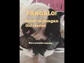 Download Lagu Pangalo! - Holso ni dongan (old version)