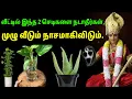 Download Lagu வீட்டில் இந்த 2 செடிகளை நடாதீர்கள், முழு வீடும் நாசமாகிவிடும்.