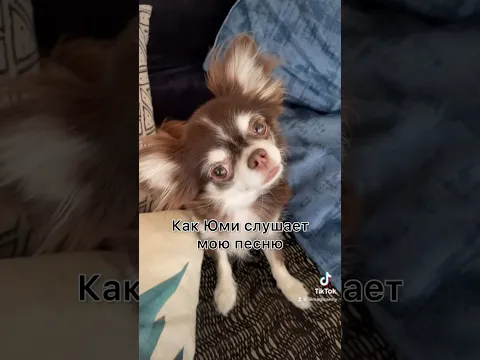 РЕАКЦИЯ МОИХ СОБАК 😅
