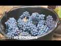 Download Lagu Why Real Champagne Is So Expensive | So Expensive