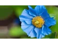 Download Lagu Mishary Rashid Alafasy | 108 | Surah Al-Kawthar (The Abundance) | مشاري راشد العفاسي