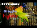 Pancingan Lovebird Single Fighter