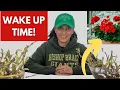 Download Lagu Revive \u0026 Bring Geraniums Out of Winter Dormancy || Budget Gardening