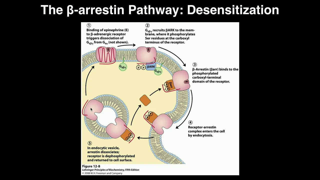 Biosignaling | Receptor Desensitization by Beta-arrestin