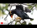 Download Lagu Masteran Burung Beo Assalamu'alaikum