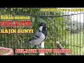 Download Lagu pancingan 100 % ampuh bikin gelatik batu gelatik wingko jadi rajin bunyi putar dan buktikan langsung