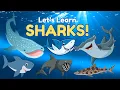 The Ultimate Shark Learning for Kids Names Facts Fun