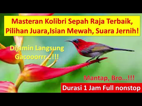 Download MP3 Masteran Jernih Suara Burung Kolibri Sepah Raja, Kolibri Ninja (KONIN) Pilihan Juara No.1 Gacor