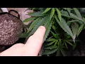 White Widow ilgm