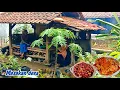 Lagu Masak Semur Jengkol, Pepes Ikan Asin, Sambal Goreng, Bikin Sapnah dan Basreng Kering | masakan desa