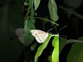 Download Lagu BUTTERFLY HUNTING at NIGHT #butterfly #insects #shorts