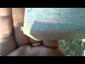 When baby pray mantis attacks