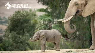 Meet the Herd: Mkhaya | San Diego Zoo Safari Park