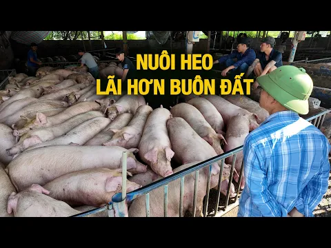 Trúng giá 75. Nuôi heo lãi hơn buôn bất động sản | NNHN