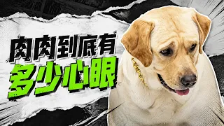 肉肉看个够🐶：肉肉到底有多少心眼？
