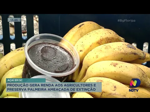 Produção de açaí gera renda aos agricultores e preserva palmeira ameaçada de extinção