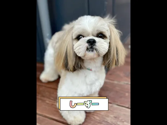 動画