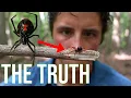 The Black Widow Spider Everything You Need To Know