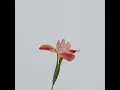 A Thousand Dreams - Michael Kim-Sheng, David C. Shoults, Connie Kim-Sheng & Strauss Shi