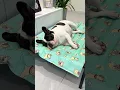 Download Lagu How to Keep Dogs Cool in Summer: Pet Cooling Mat Will Help