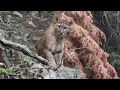 What to Do if You re Ever Followed By a Mountain Lion