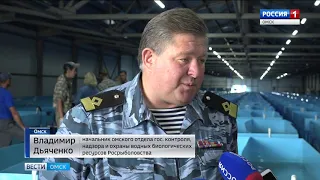 9000 мальков сибирского осетра выпустили сегодня в Иртыш