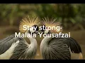 Lagu Stay strong-Malala Yousafzai@McCoy-m