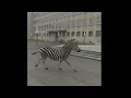 Video di In Dresden steppt das Zebra