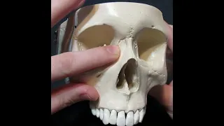Identification of Bony Landmarks - Maxilla Bone Skull