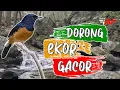 Download Lagu PANCINGAN MURAI BATU DOKOR DORONG EKOR AGAR GACOR