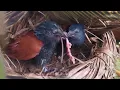 Download Lagu VERSTOORD VOELEN DEZE TWEE VOLWASSEN VOGELS EINDELIJK WEG