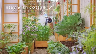 ทัวร์สวนครัวหลังบ้าน 🏡🥦 | เมนูจากผักในสวน 🥗 | ยำผักบุ้งกรอบทะเลแซ่บ 🌿🍤 | ต้มผักกาดใส่เต้าหู้ | VLOG
